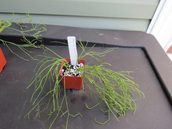 http://www.cloudjungle.com/cloudjungle/Cactaceae/Rhipsalis/noid 7.jpg